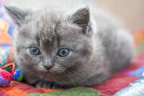 Close-up of a cute blue cat gray british short pet shorthair kitten 写真素材