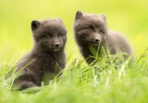 Close up of cute blue morph Arctic fox cubs in summer Stock Photos