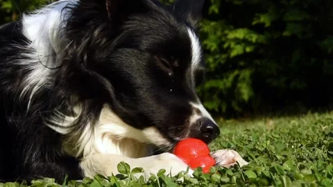 Close-up of a cute border collie puppy biting into his kong. Stock Footage 151219917