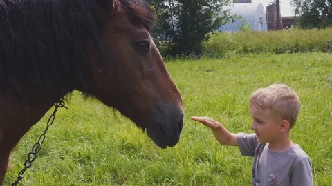 Close up of cute boy looking at a horse and touching her head Видео 151761868