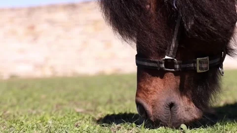 Close up of a cute brown pony grazing grass in a sunny field on a clear day Stock Footage 333856941