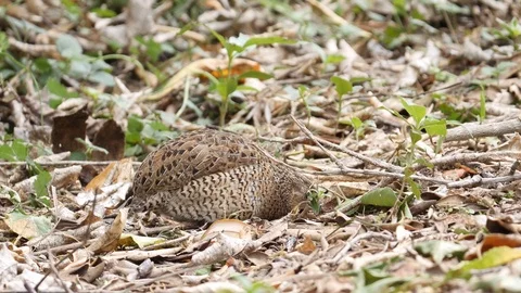 Close up cute brown quail bird feeding in leaf litter Stock Footage 108513428