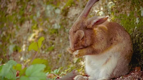 Close-up of a Cute Brown Rabbit Grooming Its Face Stock Footage 339159279