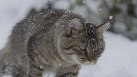 CLOSE UP: Cute brown tabby cat explores the snowy backyard during a snowstorm. Video stock 120423139