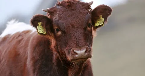 A close up of a cute calf looking at the camera Stock Footage 149494371