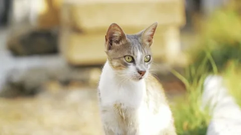 Close-up of a Cute Calico Cat Looking Around Stock Footage 339645608