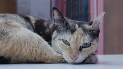 Close up of a cute calico cat (three colors) resting Stock Footage 325761017