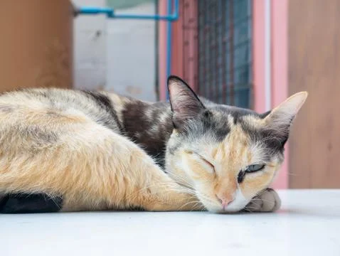 Close up of a cute calico cat (three colors) resting and blinking one eye o.. Foto stock