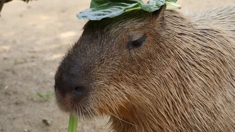 Close up Cute Capybara Stock Footage 248376107