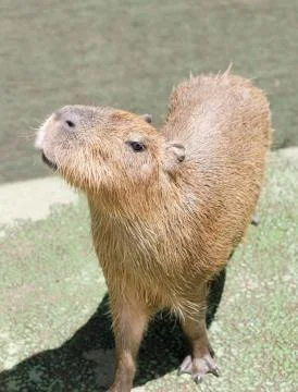 Close-up of Cute Capybara. Foto stock