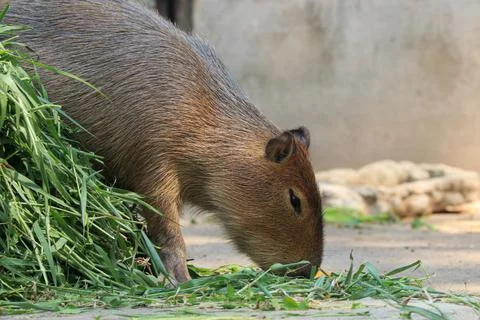 Close up Cute Capybara Stock Photos
