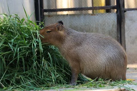 Close up Cute Capybara Stock Photos