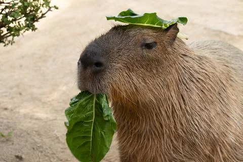 Close up cute Capybara Stock Photos