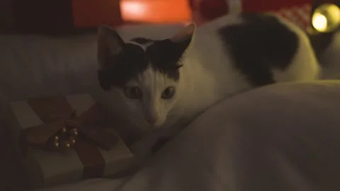 Close-up of cute cat and gift box and garden lights at night at home. Stock Footage 252739176