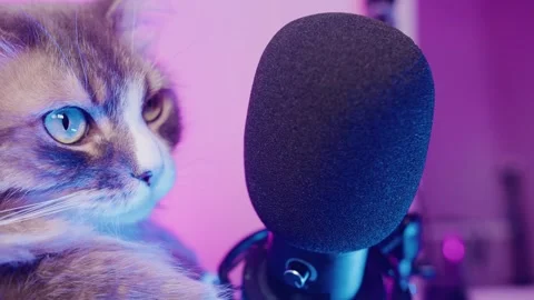 Close up of cute cat face and black microphone in home studio with RGB lighting Stock Footage 309798914