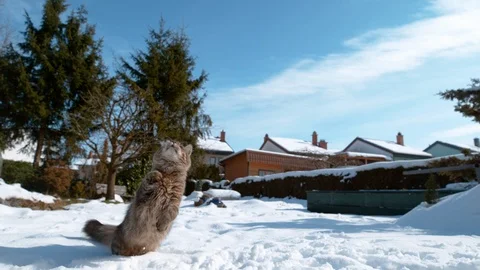 CLOSE UP: Cute cat jumps and outstretches paws at the snowball flying towards it Stock Footage 116798302