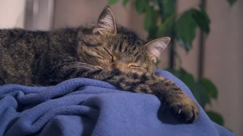 Close up, cute cat, kitten is lying on the blanket, sleeping. Stock Footage 143231960