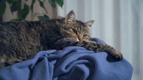 Close up, cute cat, kitten is lying on the blanket, then leave. Stock Footage 143232099