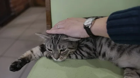 Close up of a cute cat laying on the bench and hand is caressing it. Stock-Footage 103205022