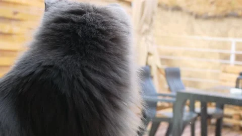 Close-up of cute cat sitting at the back door window and looking out the window Stock Footage 220479121