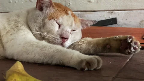 Close up of cute cat sleeping and wake up Stock Footage 252514783