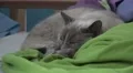 Close Up Cute Cat Sleeping On Bed Blankets And Pillows 4K 4k or 4k+ Resolution