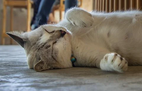 Close-up of Cute cat sleeping comfortable on concrete floor. Cute cat. Foto stock
