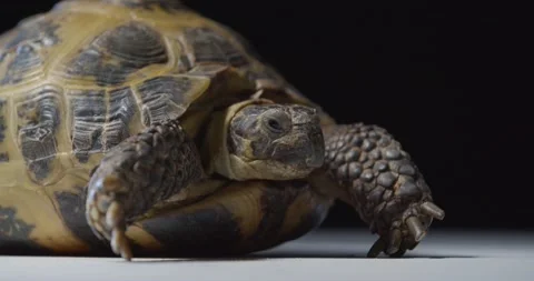 Close up of a cute central asian tortoise blinking slowly, 4k Stock Footage 158164904