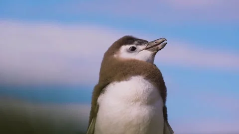 Close Up of Cute Chinstrap Penguin Chick Opening Beak and Calling Stock Footage 337755893