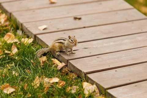 A close-up of a cute chipmunk sitting on a bench with a soft-focus green Stock Photos