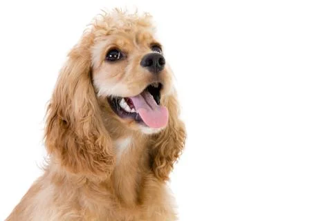 Close-up of a cute cocker spaniel looking up Stock Photos
