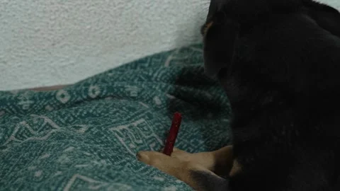 Close Up of Cute Dachshund Mixed Breed Chewing on Doggie Snack Stock Footage 332117660
