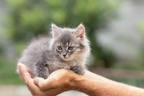 Close-up of a cute defenseless kitten in the hands of a man.The concept of ca Stock Photos