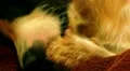 Close up of Cute Dog Licking Paw. HD Footage