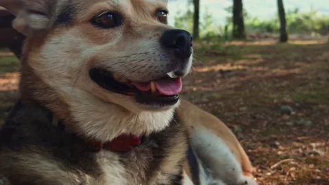 Close Up of Cute Dog Lying on Ground and Licking Paws Outdoors Vídeos de archivo 346389046