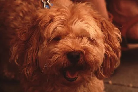 A close up of a cute dog Stock Photos