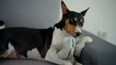 Close-up of a cute dog playing with a soft toy while lying on a gray sofa Stock Footage 158914596