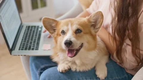 Close-Up Of a Cute Dog sitting on Lap Of Woman Working With a Laptop. Woman Stock Footage 139821839