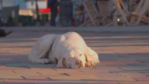 Close-up of cute dog sleeping outside. Stock Footage 276624452
