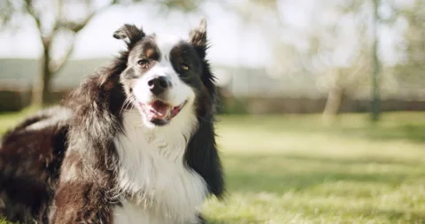 Close up of a cute doge looking into the camera Stockbeeldmateriaal 139646819