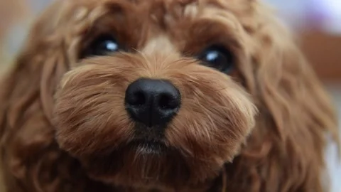 Close up of cute dog's face Stockbeeldmateriaal 170590838