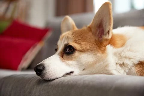 Close-up of cute dog's muzzle. Beautiful, relaxed purebred corgi dog lying on Stock Photos