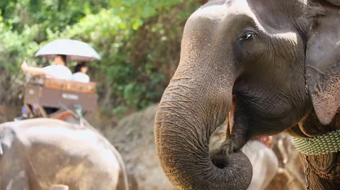 Close-up of a Cute Elephant Stock Footage 38998003