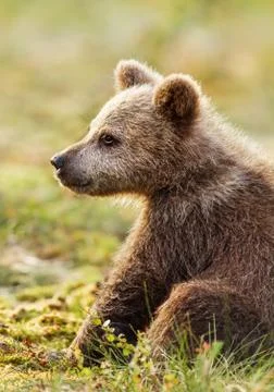 Close up of a cute Eurasian brown bear cub sitting in the forest Stock Photos