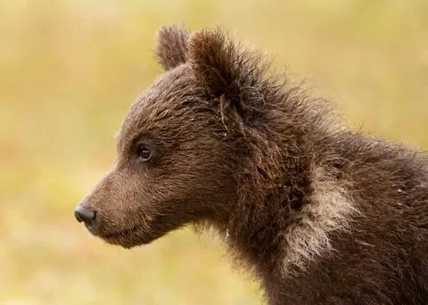Close up of a cute Eurasian brown bear cub sitting in the forest Stock Photos