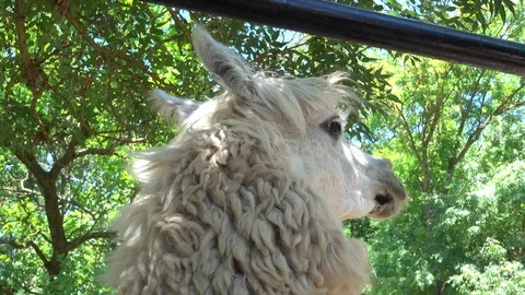 Close up cute face of Llama Vídeo Stock 92245197