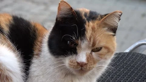 Close up cute face of a three-coloured cat on scooter Stock Footage 331208118