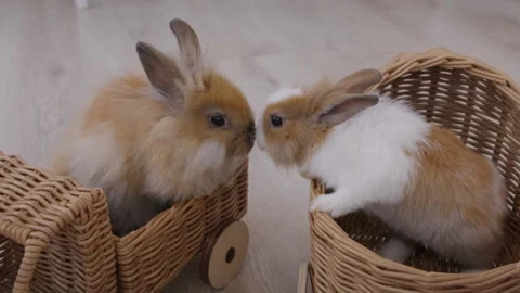 Close up, cute fluffy bunnies sitting on wicker cars Stock Footage 306471373