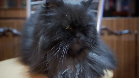 Close up of cute fluffy kitten Video stock 124975441