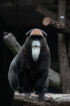 Close up Cute Fluffy Monkey, DE BRAZZAS MONKEY, Cercopithecus neglectus Stock Photos